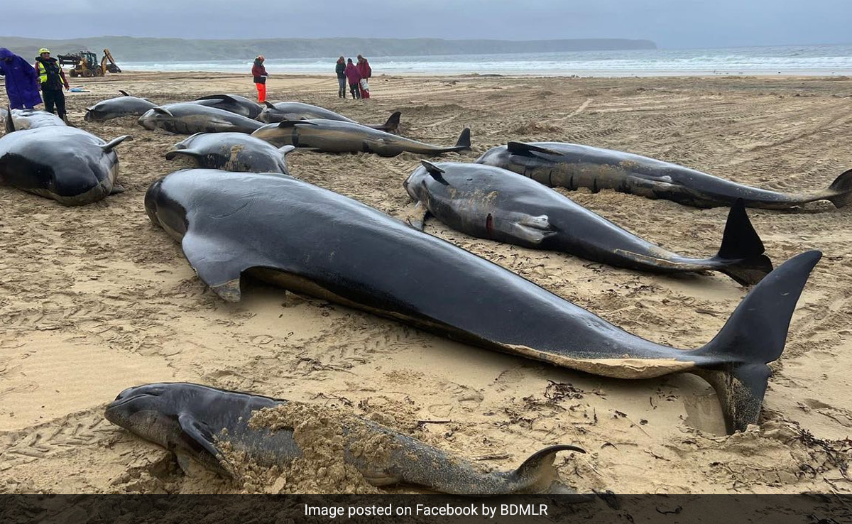 Mystery As 55 Pilot Whales Dead After Mass Stranding On Scottish Beach