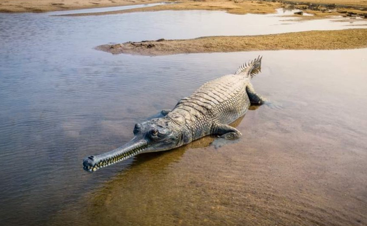 सीधी : वह क्षेत्र जहां दुनिया के सबसे चतुर व्यक्तियों में से एक 'बीरबल' ने जन्म लिया