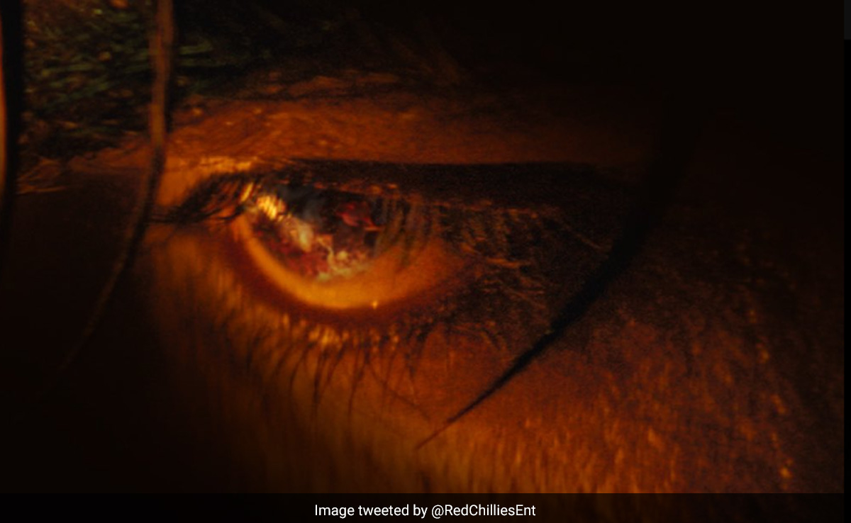 शाहरुख खान नहीं 'जवान' के पोस्टर में दिखी नए किरदार की झलक, क्या डायहार्ड फैंस बता पाएंगे कौन है ये? शाहरुख खान नहीं 'जवान' के पोस्टर में दिखी नए किरदार की झलक, क्या डायहार्ड फैंस बता पाएंगे कौन है ये?