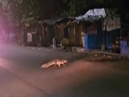 VIDEO : राजस्थान के कोटा में सड़क पर टहलता नजर आया मगरमच्छ, लोगों में मचा हडकंप VIDEO : राजस्थान के कोटा में सड़क पर टहलता नजर आया मगरमच्छ, लोगों में मचा हडकंप