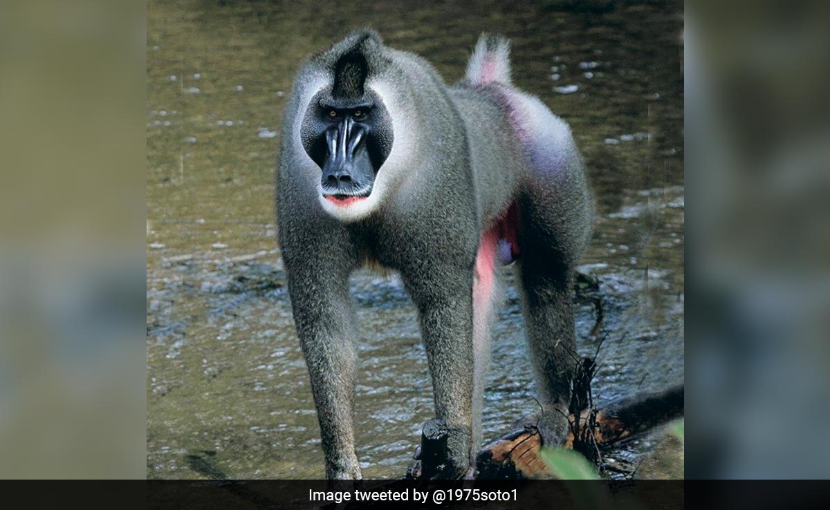 In 'World First', Female Monkey Eats Dead Baby After Carrying It For Days