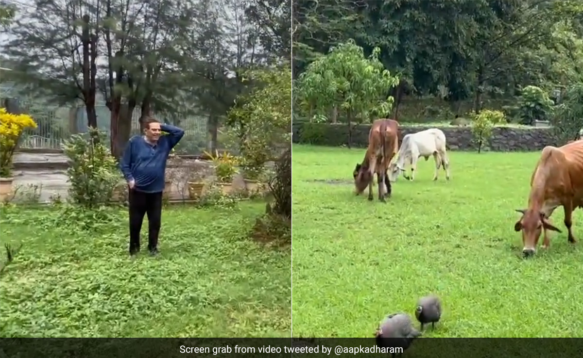 पक्षियों की चहचहाट, घास चरती गायें- Dharmendra ने शेयर किया अपने फार्महाउस का नजारा, वीडियो देख कहेंगे लाइफ हो तो ऐसी