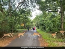 Watch: Herd Of Deer Prancing In Mumbai's Sanjay Gandhi National Park Delights Joggers Watch: Herd Of Deer Prancing In Mumbai's Sanjay Gandhi National Park Delights Joggers