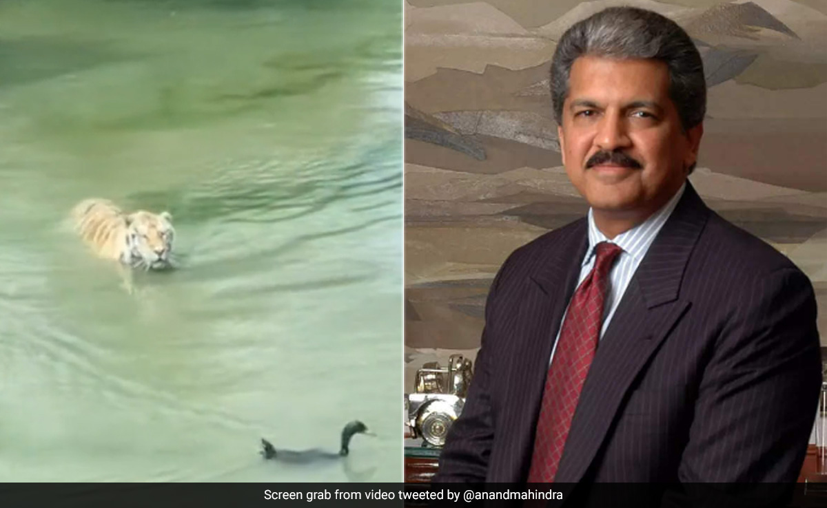 खूंखार टाइगर को चकमा देती नजर आई बत्तख, Anand Mahindra ने वीडियो शेयर कर दिया ये मैसेज