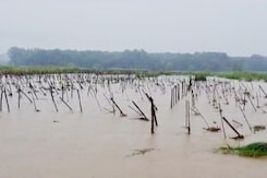 हिमाचल में बारिश से छोटी नदियां भी उफान पर, टमाटर की फसल भी बर्बाद हिमाचल में बारिश से छोटी नदियां भी उफान पर, टमाटर की फसल भी बर्बाद