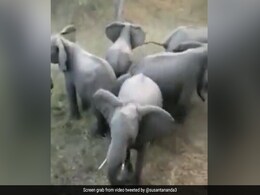 बच्चे को शिकारियों से बचाने के लिए हाथियों के झुंड ने लगाया दिमाग, बच्चे के चारों ओर बना लिया घेरा और फिर... बच्चे को शिकारियों से बचाने के लिए हाथियों के झुंड ने लगाया दिमाग, बच्चे के चारों ओर बना लिया घेरा और फिर...