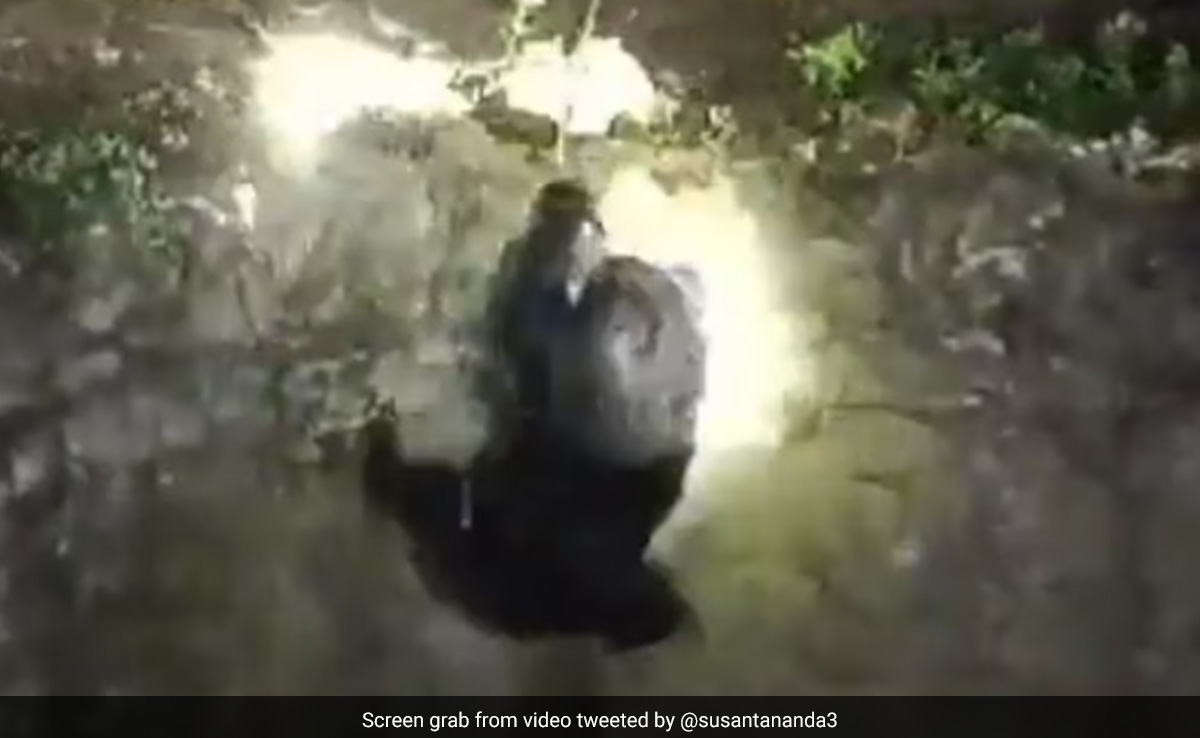 Video: Bear Rescued After Falling Into Open Well In Odisha, Released Into The Wild