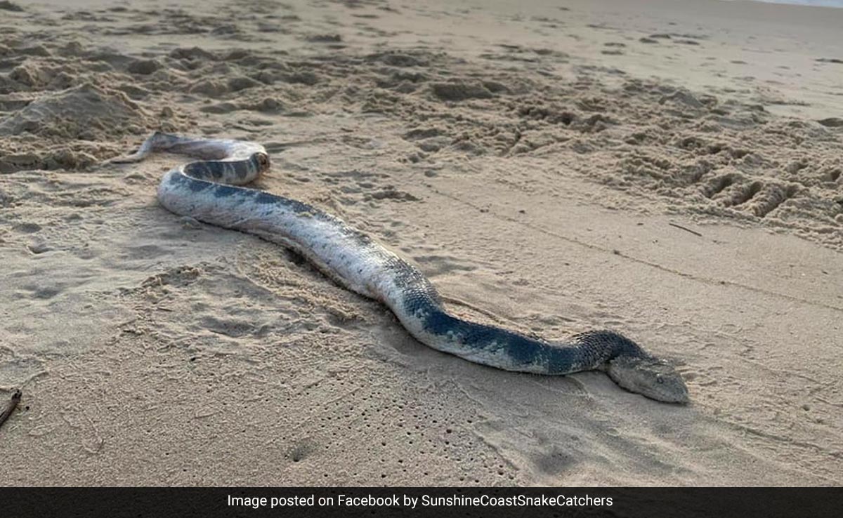 Highly Venomous Sea Snake Washes Up On Australian Beach