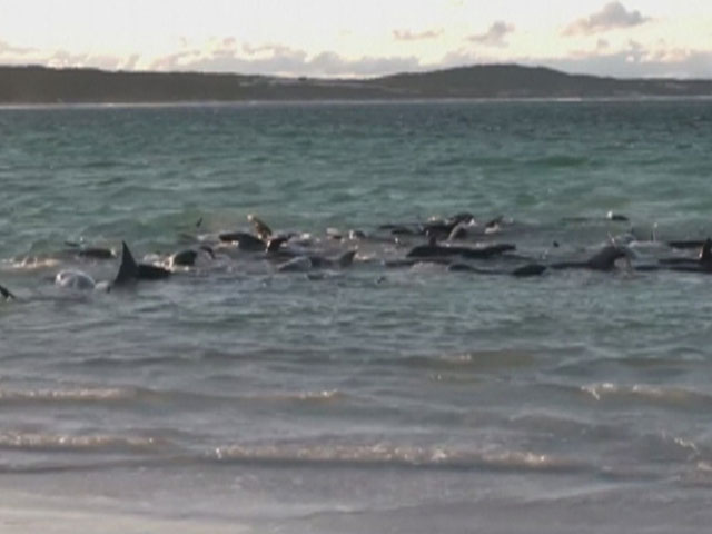 Over 50 Whales Dead After Beaching In Australia, Efforts On To Save 46