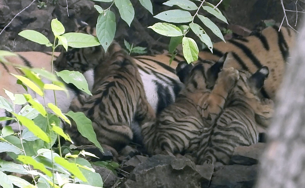 रणथंभौर से मिली गुड न्‍यूज, बाघिन टी-84 चौथी बार बनीं मां, तीन शावकों को दिया जन्‍म 