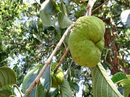 यह हरे रंग का फल बुढ़ापे में रखेगा आपको जवां और बाल भी होंगे घने काले और चमकदार यह हरे रंग का फल बुढ़ापे में रखेगा आपको जवां और बाल भी होंगे घने काले और चमकदार