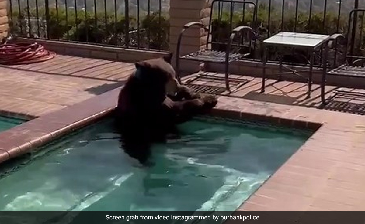 Watch: Bear Takes A Dip In A Backyard Swimming Pool To Beat The Heat In US
