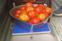 How Government-Capped Tomato Price Is Easing Consumers' Worries How Government-Capped Tomato Price Is Easing Consumers' Worries