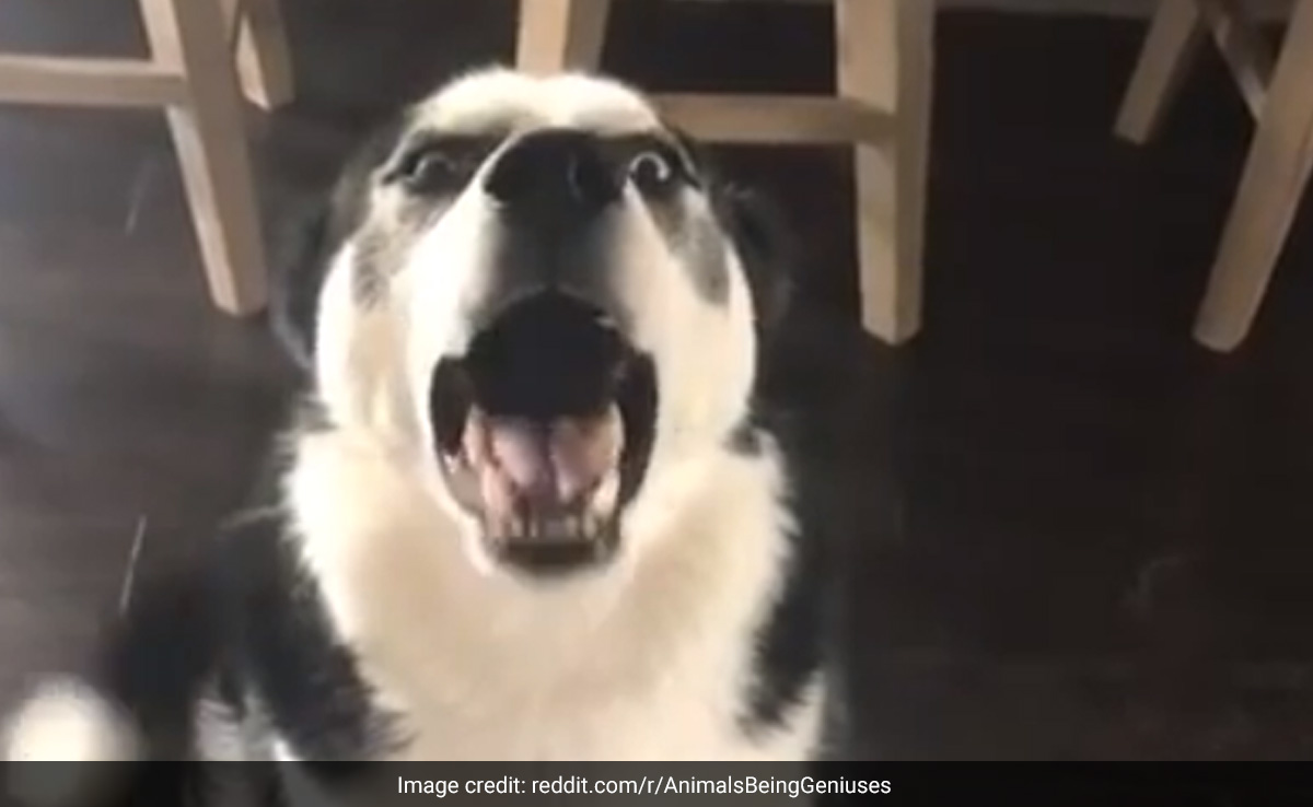 Video: This Dog Made A Mess But Was Not Ready To Lose The Argument