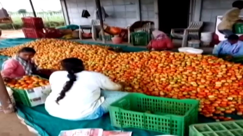 तेलंगाना के किसान ने टमाटर बेचकर कमाए 2 करोड़ रुपये