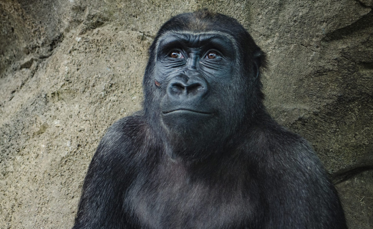 Toronto Zoo Wants Visitors To Stop Showing Its Gorilla Videos From Phone Because...