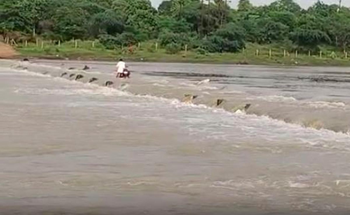 दुर्ग : नदी के तेज बहाव में बहे 16 मवेशी, तीन का शव जेसीबी की मदद निकाला गया बाहर