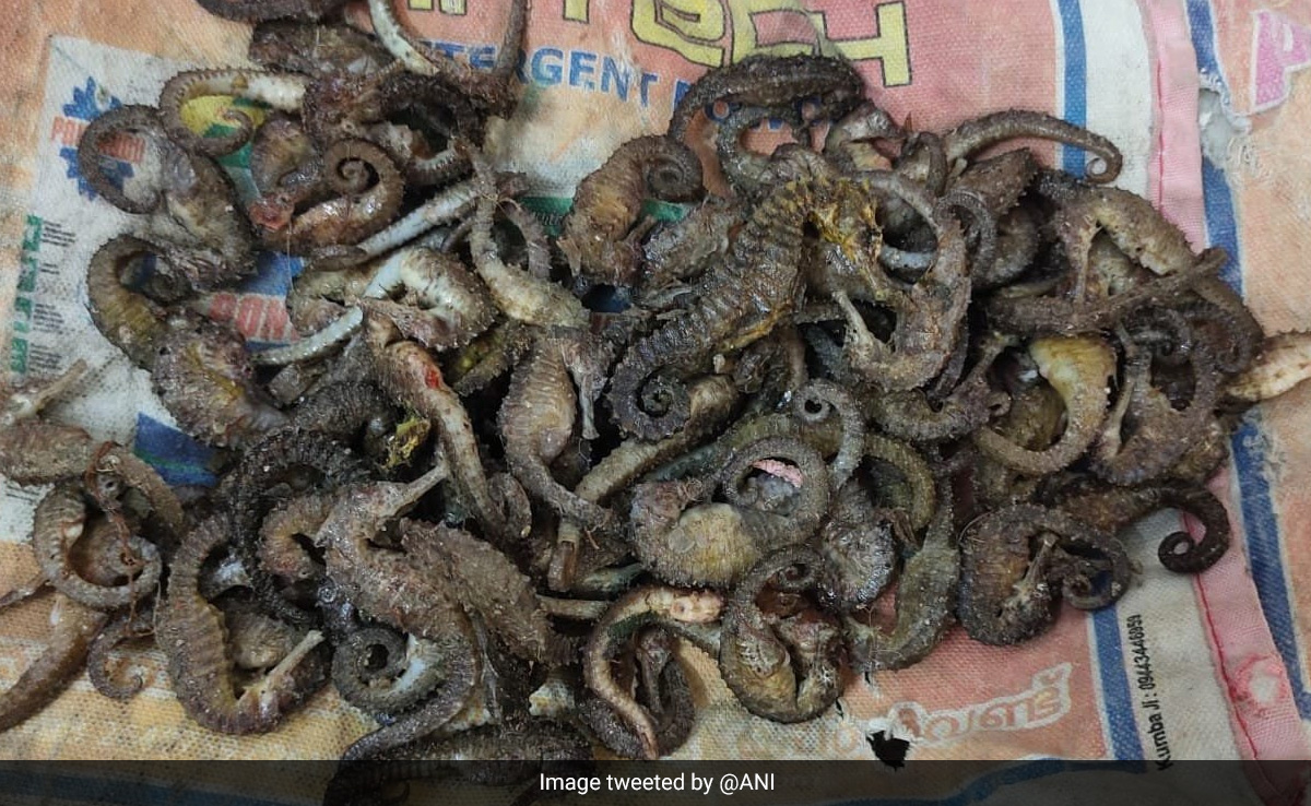 Tamil Nadu Man Arrested For Smuggling Rare Species Of Seahorses