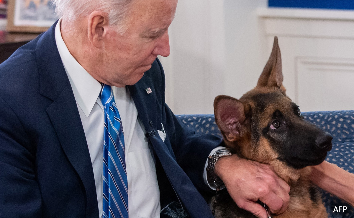 Joe Biden's Dog Commander Bites Secret Service Agent, 11th Incident In A year