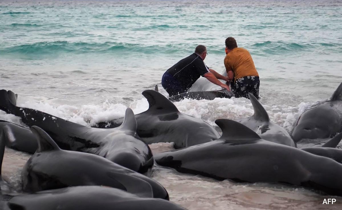 Rescuers "Optimistic" Stranded Whales Can Survive In Australia