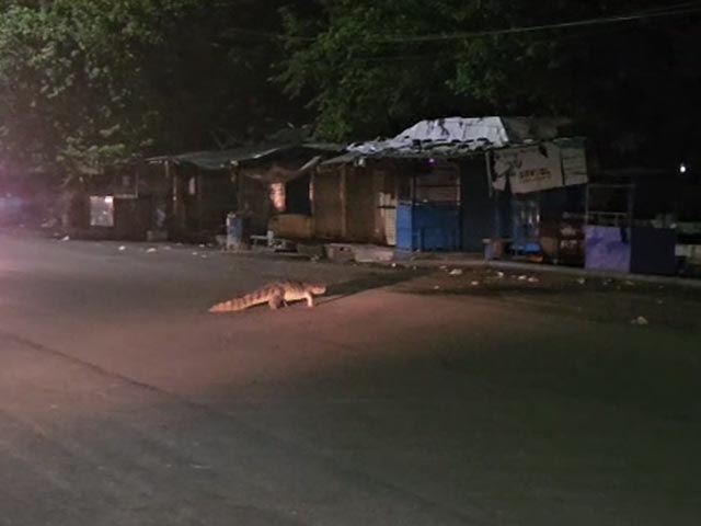 Caught On Camera: Crocodile's Late Night Stroll On Rajasthan Road