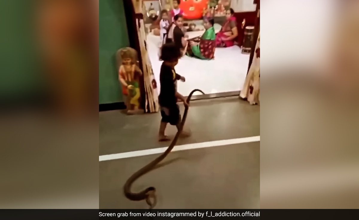 Watch: Toddler Plays With Snake At Home, Internet Reacts