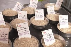 Export Of Non-Basmati White Rice Banned By Government Export Of Non-Basmati White Rice Banned By Government