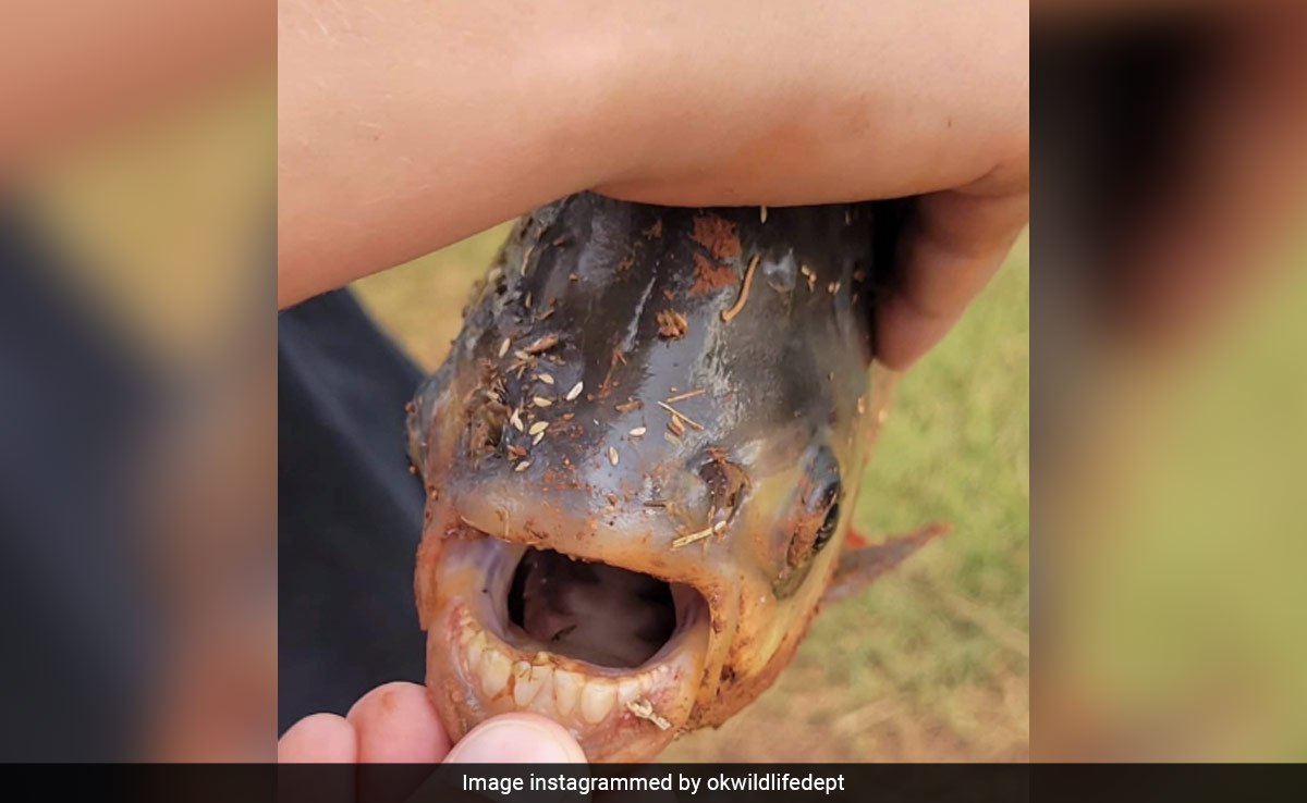 Rare Fish With Human-Like Teeth Caught By 11-Year-Old US Boy, Pics Go Viral
