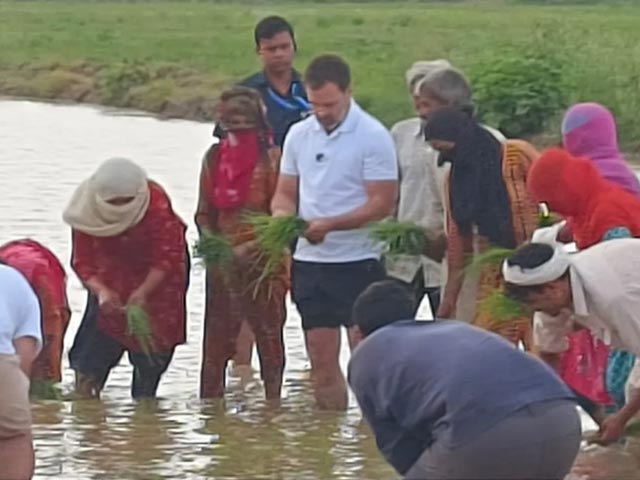 Watch: Rahul Gandhi Meets Farmers, Plants Paddy In Haryana
