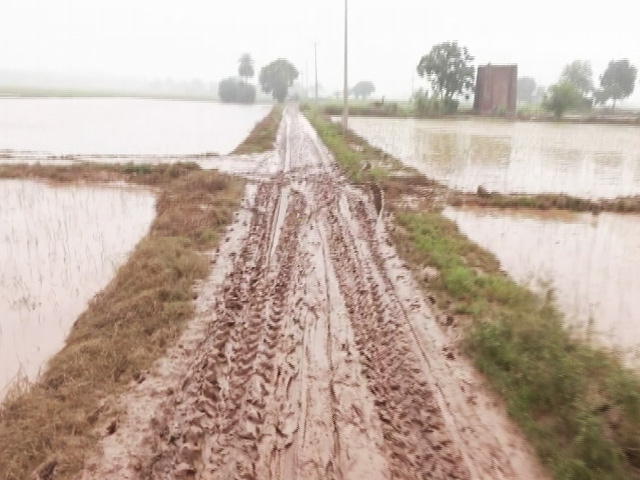 "Crops Completely Destroyed": NDTV Ground Report From A Flooded Field In Punjab