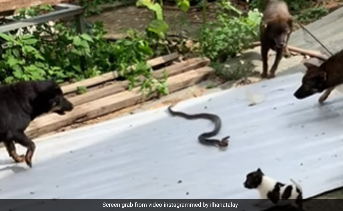 सांप से भिड़ गए तीन कुत्ते, खुद को बचाने के लिए जूझता रहा सांप, कुत्तों ने पटक-पटककर किया बुरा हाल