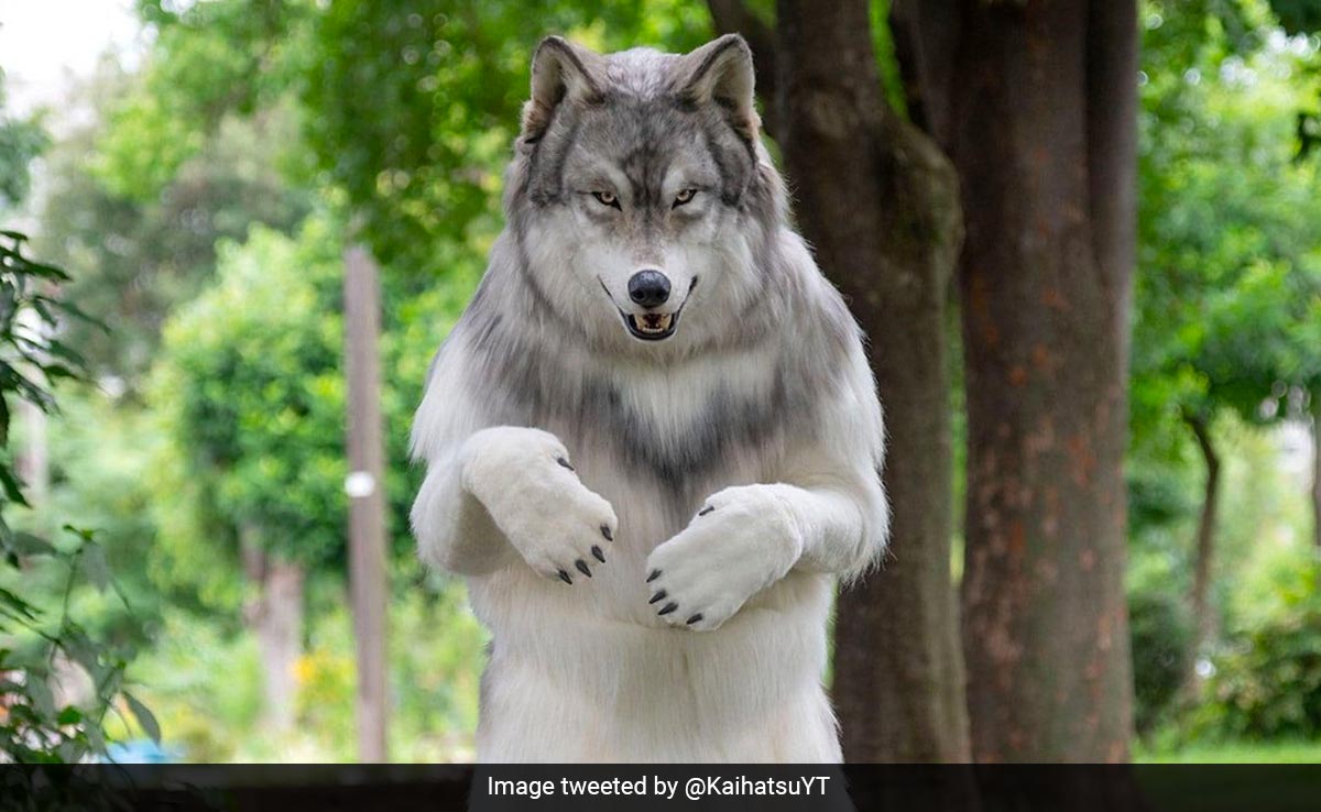 Japan Man Spends Rs 20 Lakh To Transform Into Wolf: "Powerful Experience"