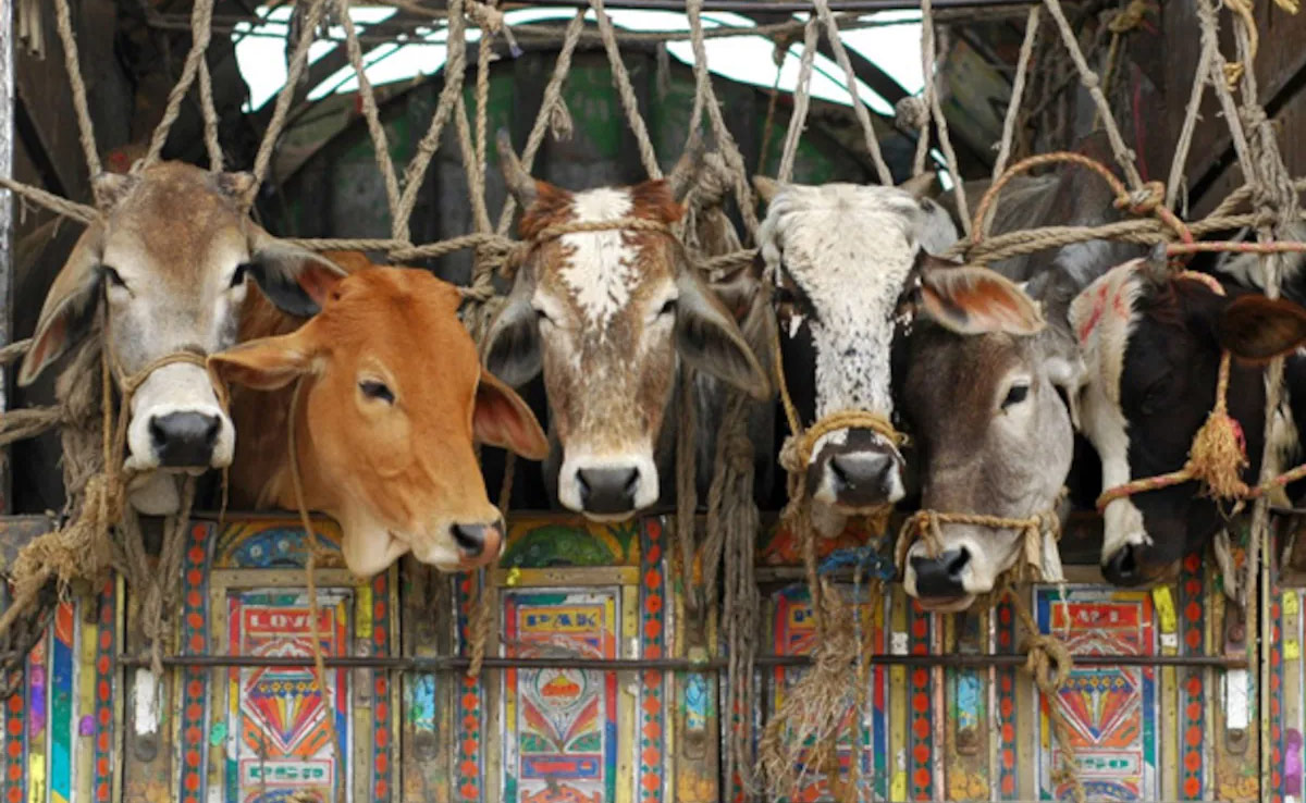 अलवर : गौ तस्करी मामले में नया मोड़, पुलिस ने जिसे बचाया वही निकले आरोपी, छानबीन जारी