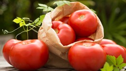 US Ends Mexico Tomato Agreement, To Face Anti-Dumping Duties This Year