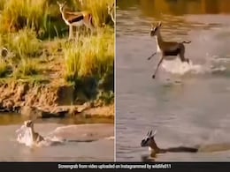 खुद मौत का निवाला बनकर हिरण ने बचाई अपने बच्चे की जान, देखें रूला देने वाला वीडियो खुद मौत का निवाला बनकर हिरण ने बचाई अपने बच्चे की जान, देखें रूला देने वाला वीडियो