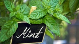 Is Mint Good For Weight Loss? Fact Or Fiction? Let's Find Out!
