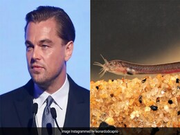 Leonardo DiCaprio Amazed By New Fish Species Found In Kerala. See His Post Leonardo DiCaprio Amazed By New Fish Species Found In Kerala. See His Post