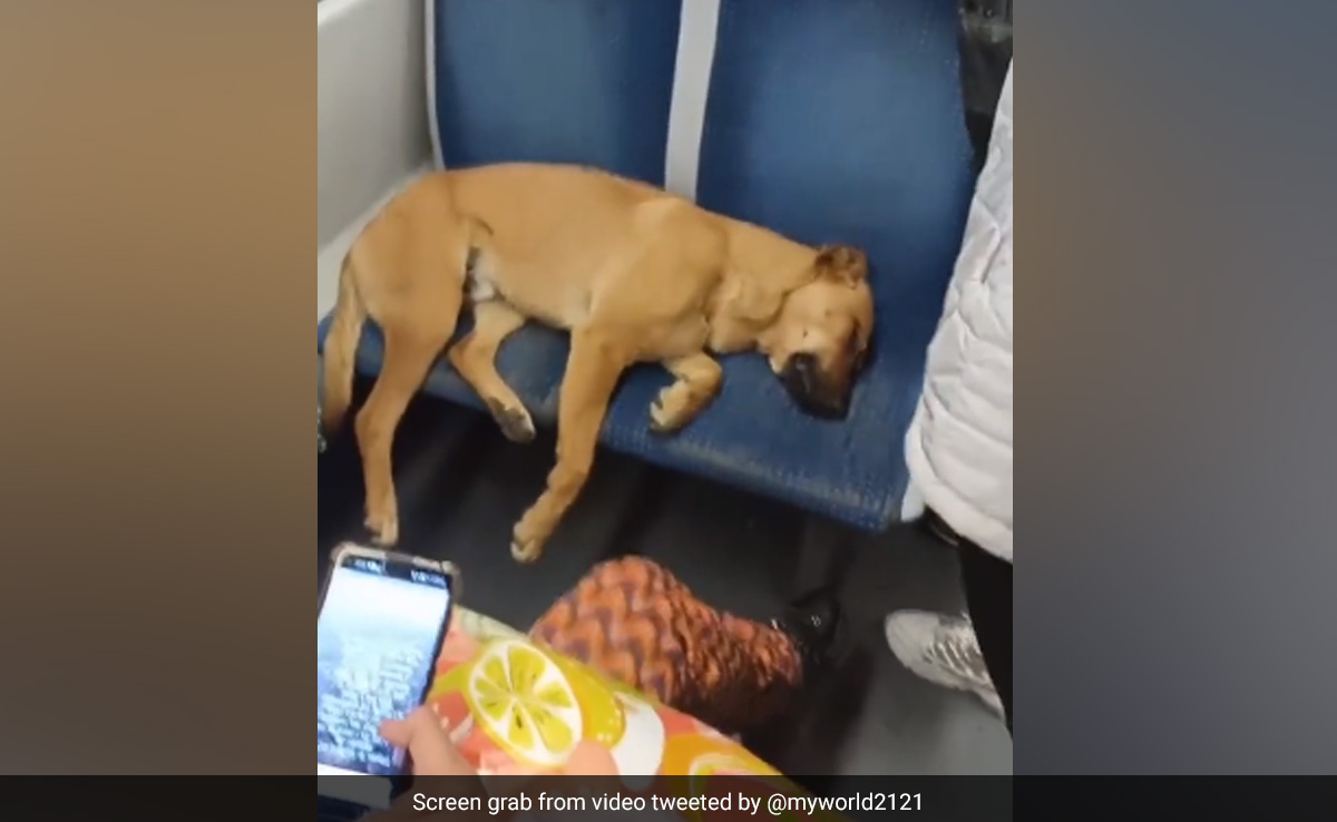 बस में दो लोगों की सीट पर अकेला सो रहा था कुत्ता, यात्रियों ने जो किया, इंसानियत को करेंगे सैल्यूट