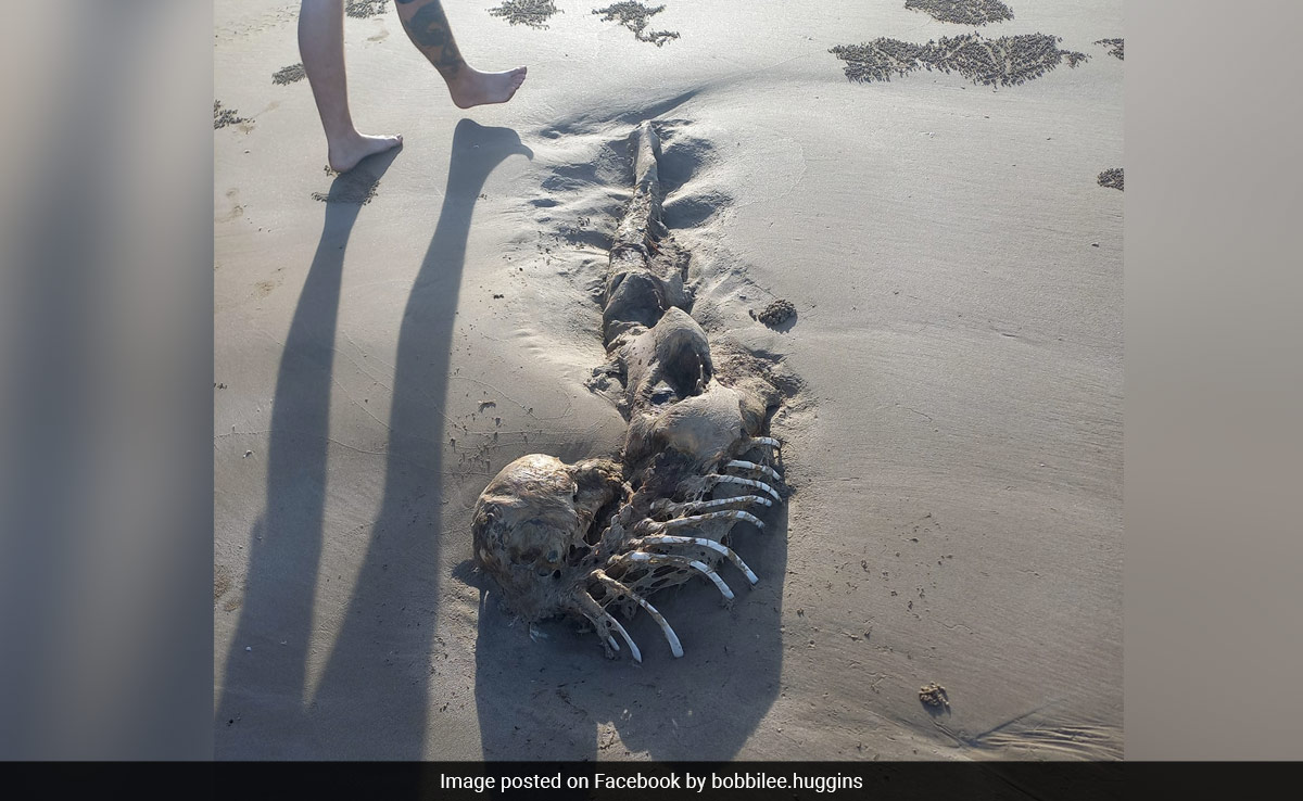 Mystery Creature Found At Australian Beach Baffles Social Media, Internet Is Clueless