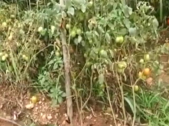 टमाटर की हुई चोरी, थाने में महिला किसान ने दर्ज कराया मुकदमा