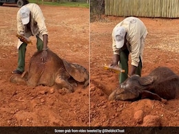 अनाथ हाथी के बच्चे को बड़े प्यार से तेल-मालिश कर रहा था केयरटेकर, बेबी ने खूब किया एन्जॉय, Video दिल खुश कर देगा अनाथ हाथी के बच्चे को बड़े प्यार से तेल-मालिश कर रहा था केयरटेकर, बेबी ने खूब किया एन्जॉय, Video दिल खुश कर देगा