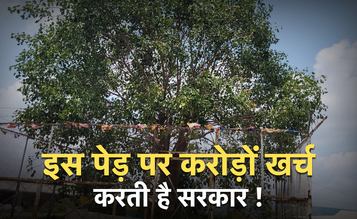 ये है देश का सबसे VVIP पेड़, केवल सुरक्षा पर ही सालाना खर्च होते हैं ₹1,24,8000