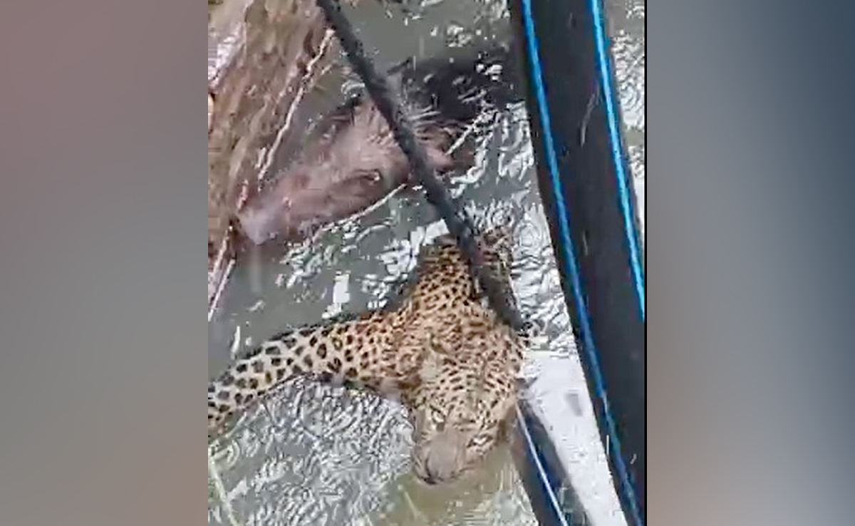 पैंथर और जंगली सूअर आपस में भिड़कर गहरे कुएं में गिरे, वन विभाग की टीम ने रेस्क्यू कर बाहर निकाला