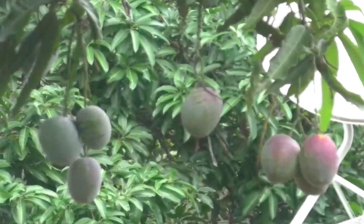 Odisha Farmer Grows World's Most Expensive Mango