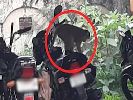 लखपति बना बंदर, बैनामा कराने आए व्यक्ति के डेढ़ लाख रुपए लेकर भागा बंदर लखपति बना बंदर, बैनामा कराने आए व्यक्ति के डेढ़ लाख रुपए लेकर भागा बंदर