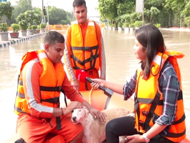 Stranded Dog Rescued On Boat In Flooded Delhi. Disaster Force Names Him...