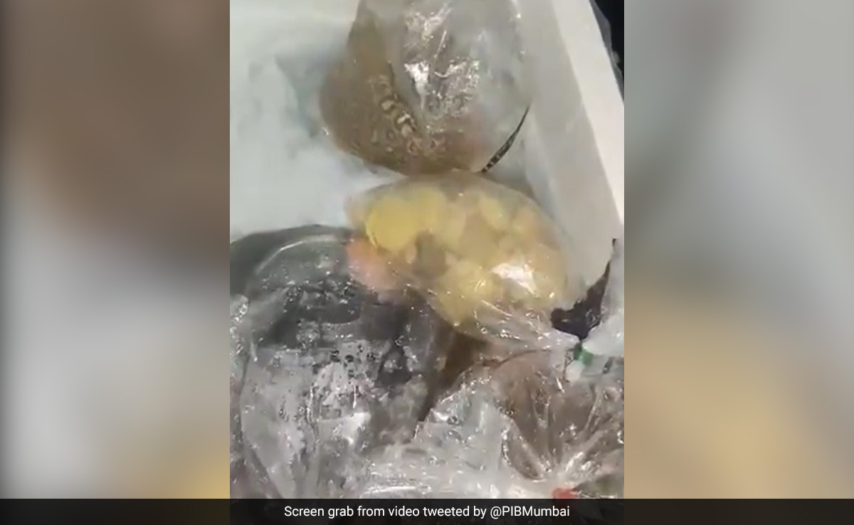 Over 300 Exotic Animals Being Smuggled From Thailand Rescued In Mumbai