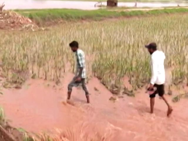Fields Flooded, Punjab Farmers Calculate Losses