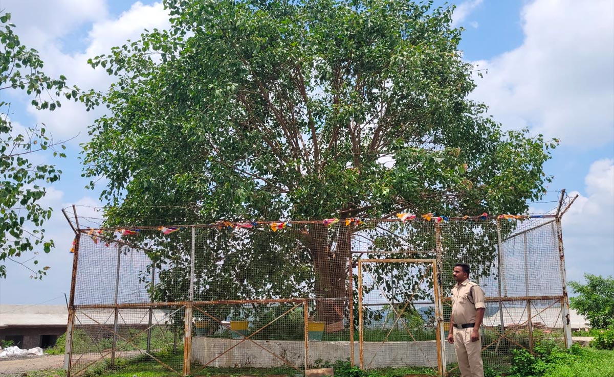 Madhya Pradesh Spends Rs 12 Lakh A Year To Maintain "VVIP Tree"