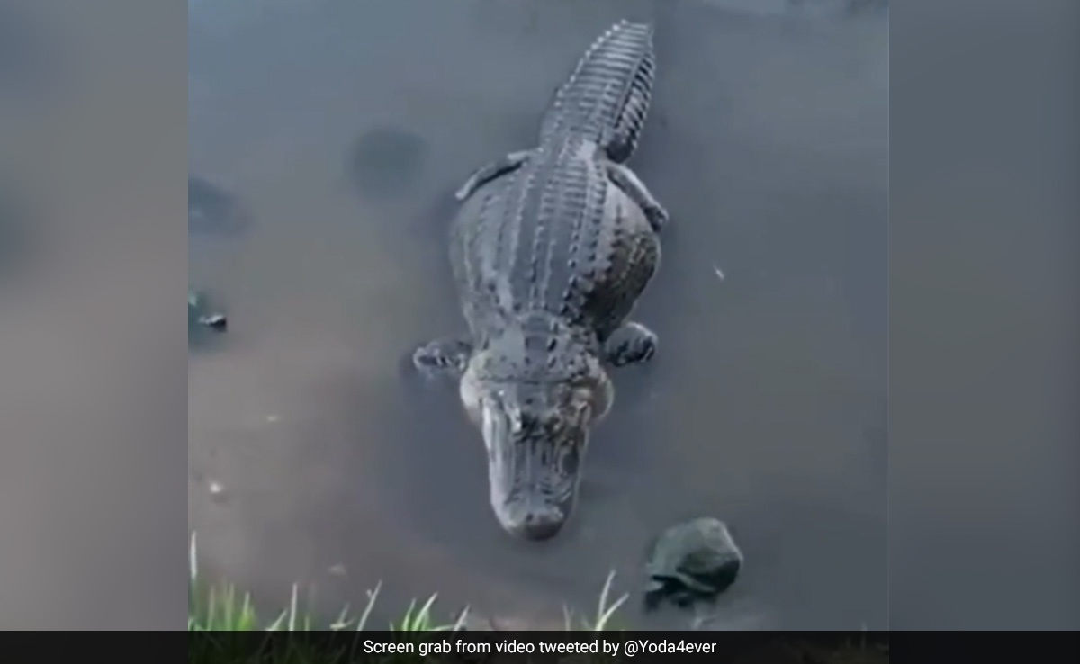 मगरमच्छ के सामने पड़ा खाना चुरा ले गया छोटा सा कछुआ, देखकर नहीं होगा यकीन मगरमच्छ के सामने पड़ा खाना चुरा ले गया छोटा सा कछुआ, देखकर नहीं होगा यकीन